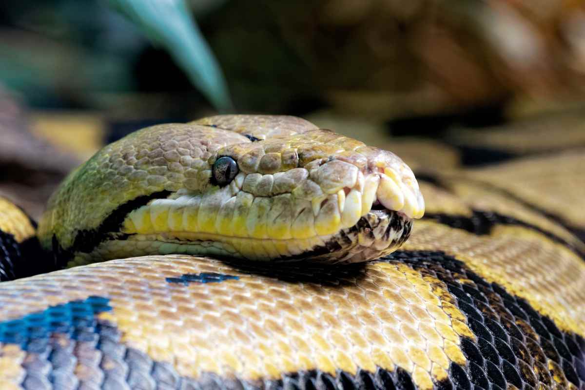Qual è il serpente più grande di tutto il mondo