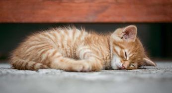 Quante ore dorme un gatto ogni giorno? La verità potrà sorprenderti