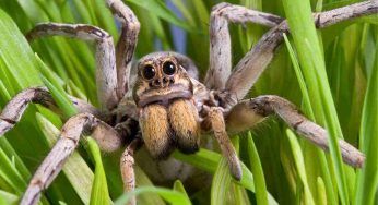 Ragno lupo, sono tre le nuove specie scoperte – tutte a rischio estinzione