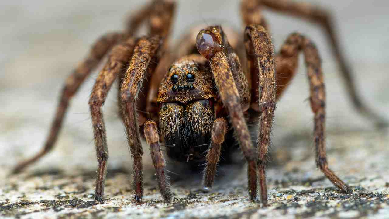 Ragno lupo scoperte tre nuove varianti