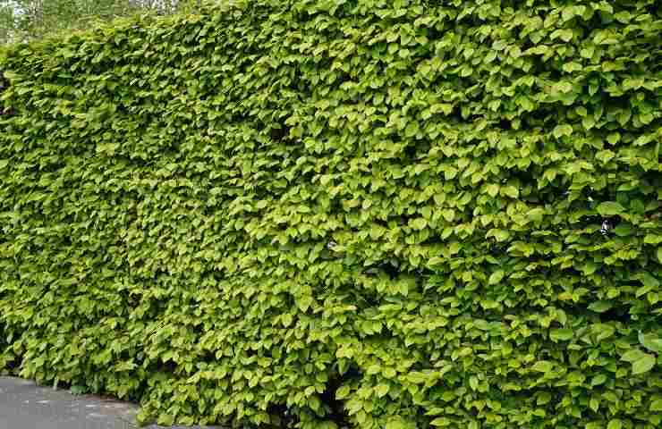 Recinzione spendere poco giardino