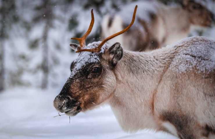 Renne Norvegia uccise