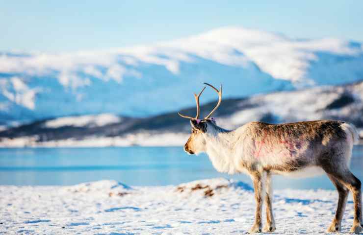Norvegia renne uccise sconfinamento Russia