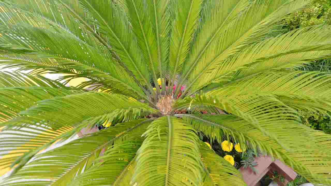 cycas foglie ingialliscono