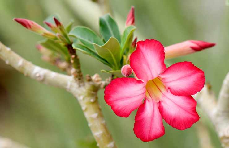 Fiori sbucciatura metodo chiodo rosa deserto