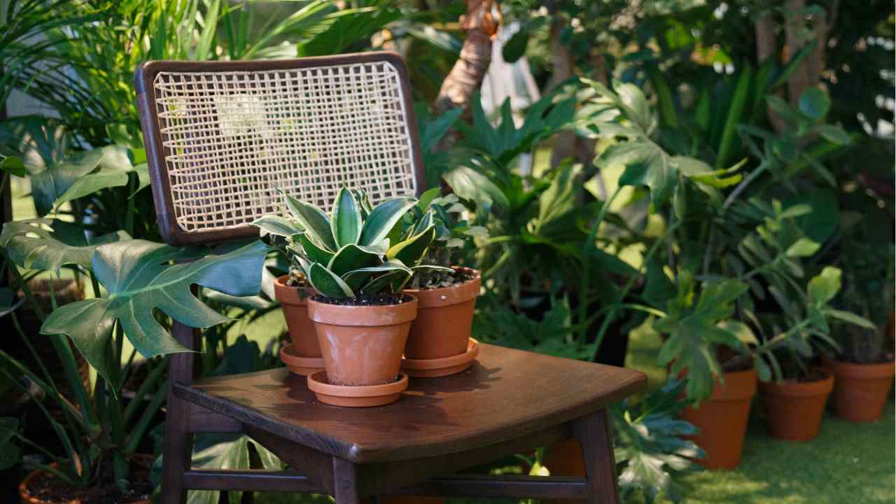 Sansevieria Trifasciata africa