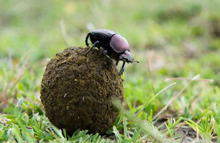 lavoro scarabeo sterco