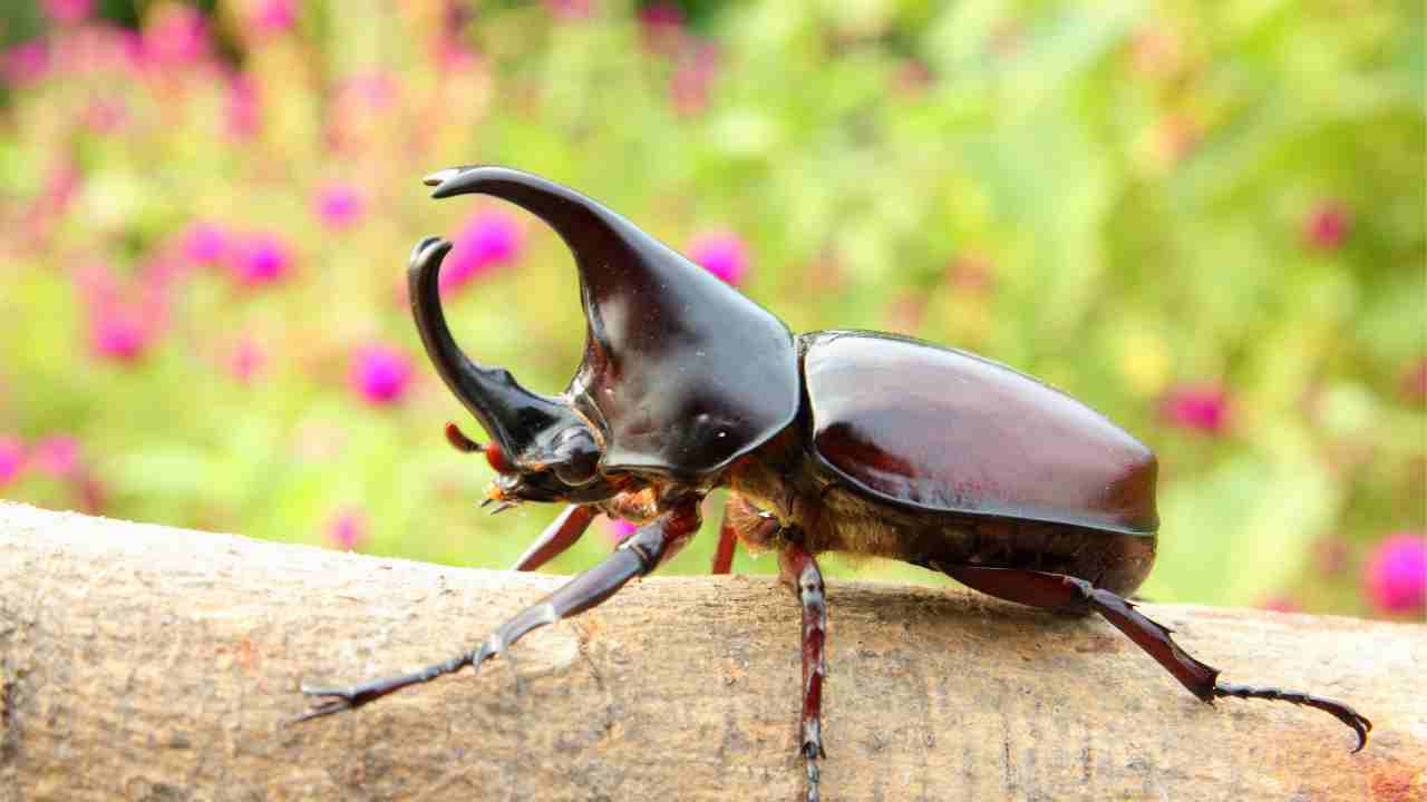 Nuova specie scarabeo