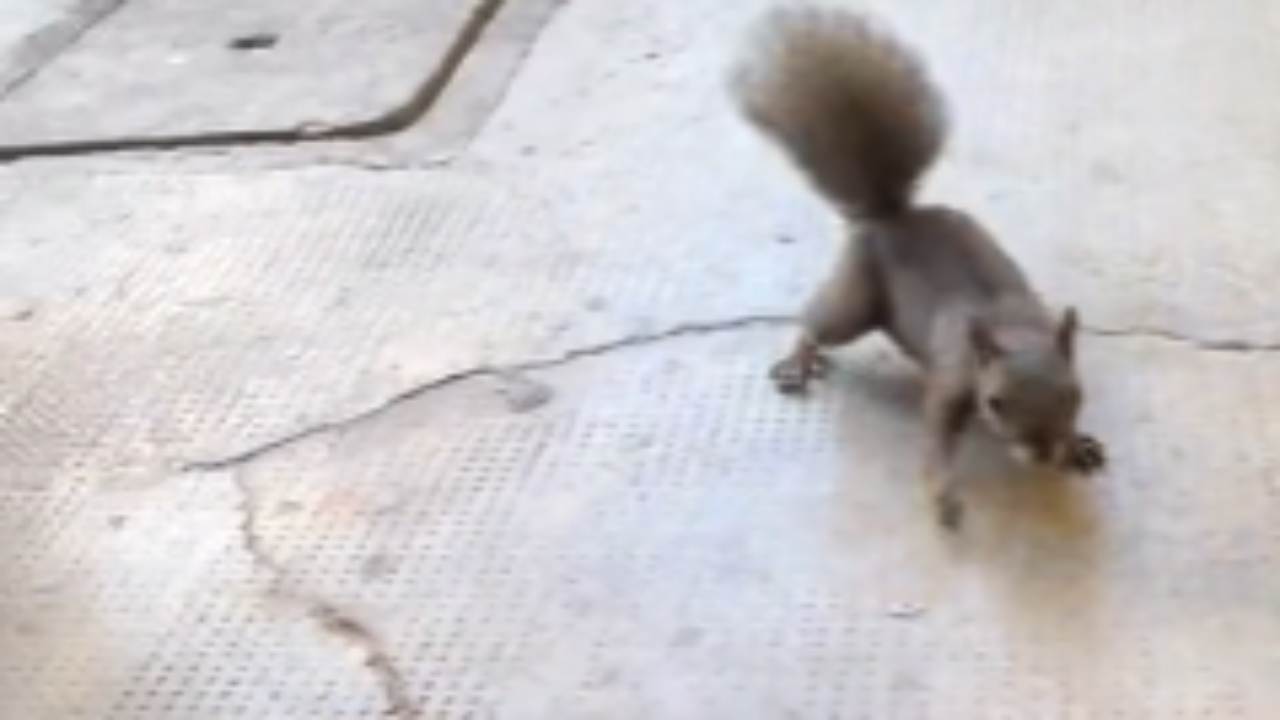 Ragazza dà noce ad uno scoiattolo ogni giorno, cosa succede