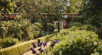 Siepe in giardino, le piante che fanno per te: una per ogni mese