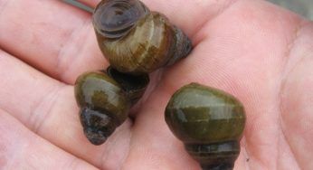 Sinotaia quadrata: la specie aliena che invade l’Arno
