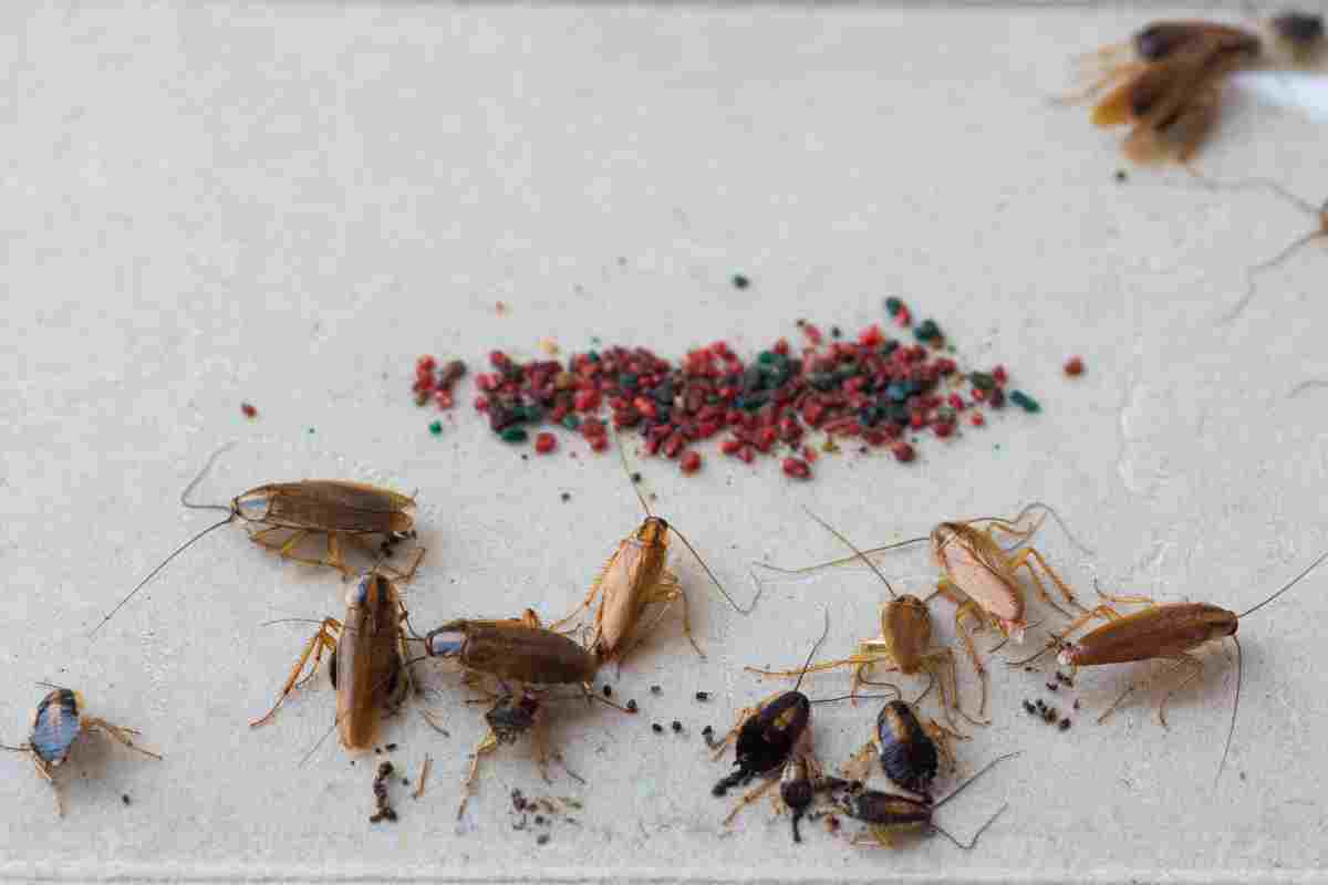 Sognare insetti che ti assalgono: il significato