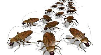 Sognare scarafaggi e altri insetti che ti camminano addosso: cosa significa?
