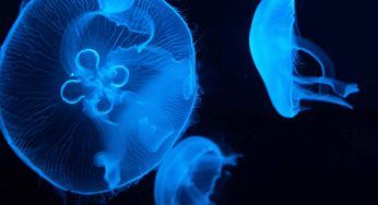 Specie esotiche invasive: perché rappresentano una così grande minaccia per il mondo