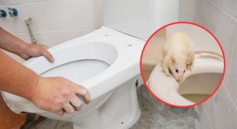 Un topo potrebbe raggiungere il tuo WC? La risposta che non vuoi sentire