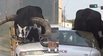 Nebraska, guida con un toro in auto: strano ma vero, è legale – VIDEO