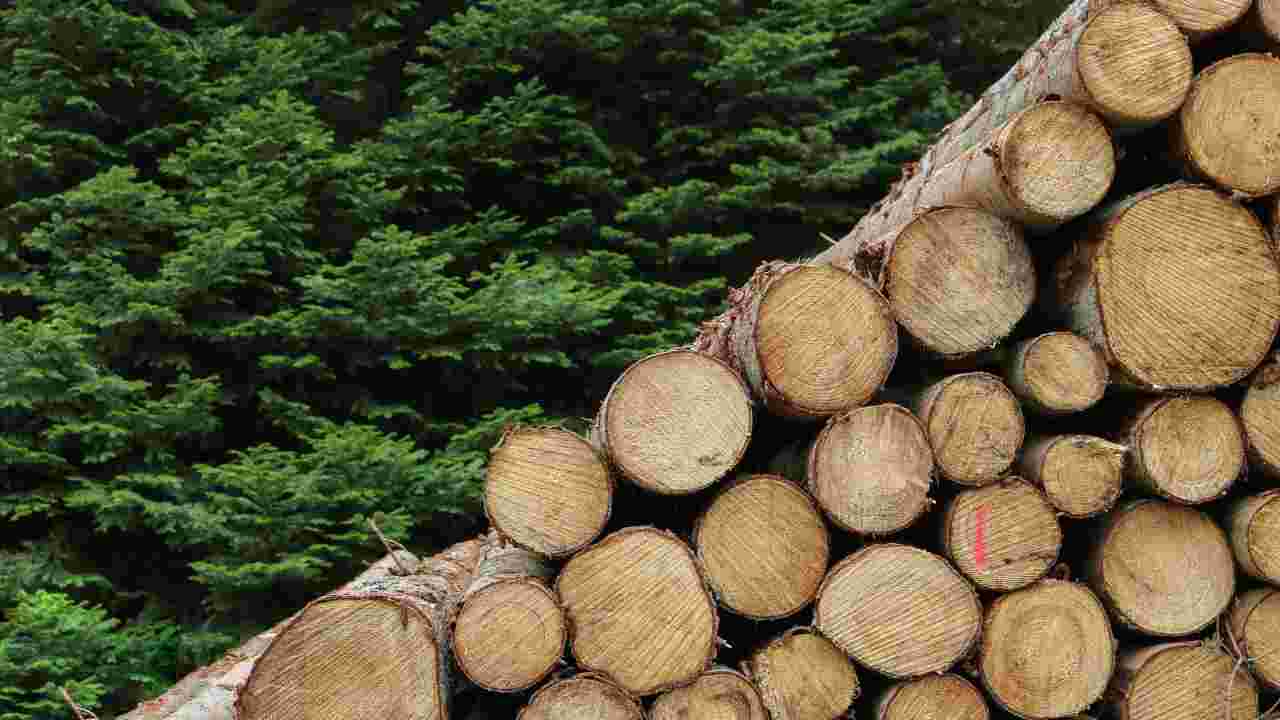 impatto ambientale produzione legname simulazione