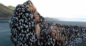 Era sulla riva dell’oceano: il tronco d’albero sembrava avere “capelli” con “strane creature” attaccate
