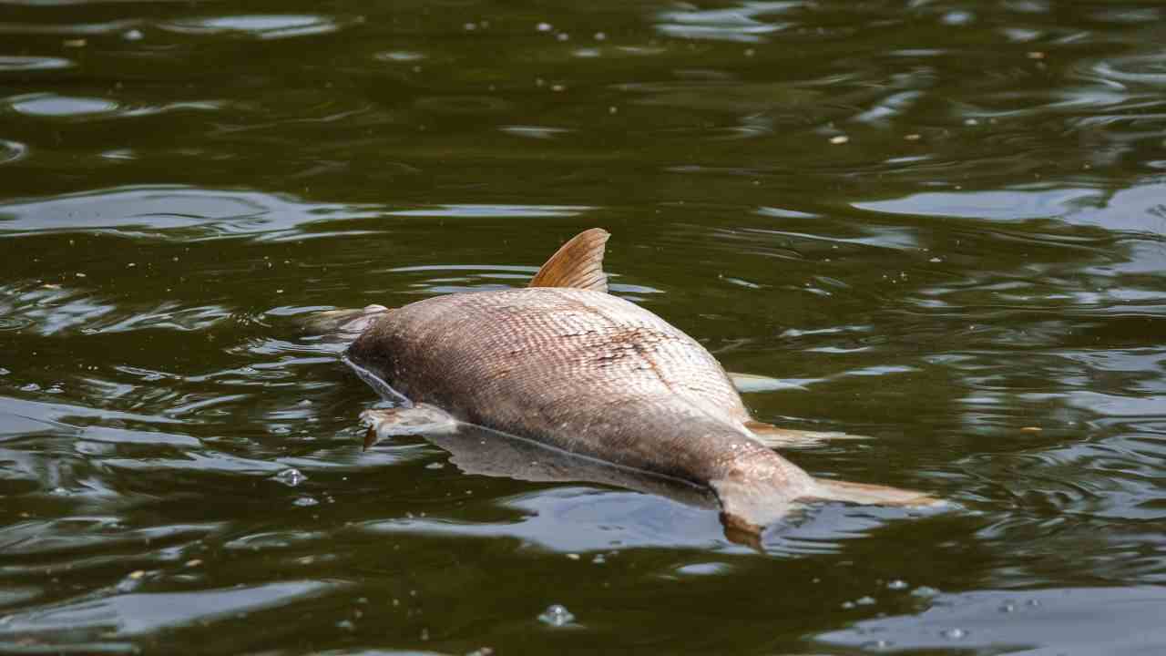 migliaia pesci morti Firenze