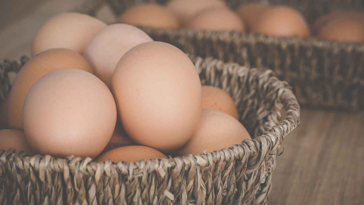 Uva coltivare uova