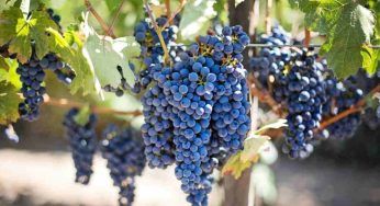 Settembre, cosa mettere nel carrello