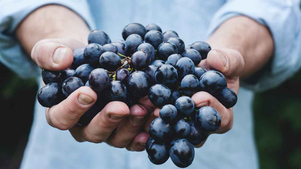 coltivare uva tre chicchi vaso