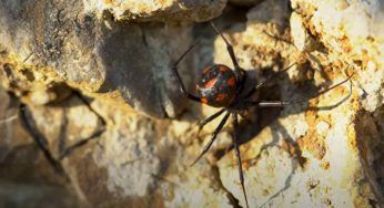 Dove si trova il ragno più velenoso d’Italia | Se vivi qui tieni gli occhi aperti