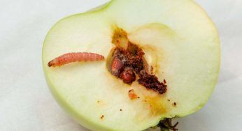 Vermi nella frutta: come comportarsi quando accade