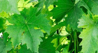 Uva nelle uova: avrai questo gratis per sempre