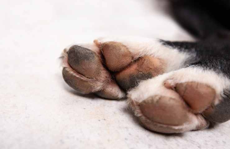 Cagnolina Hilary padrone ospedale