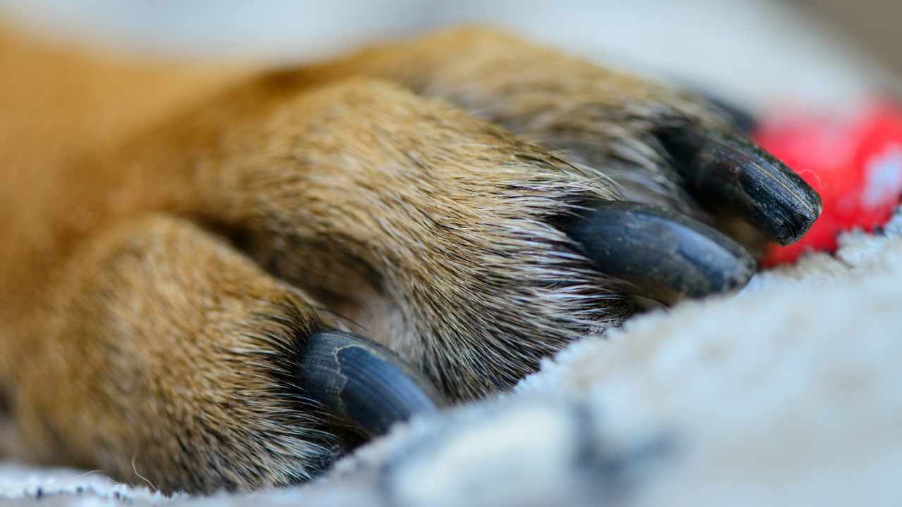 Cagnolina aspetta padrone davanti ospedale