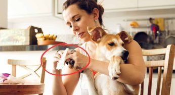 Zampette degli animali, dopo la passeggiata vanno lavate: cosa serve