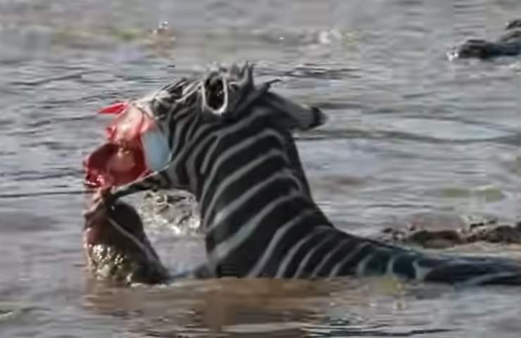 zebra morta 