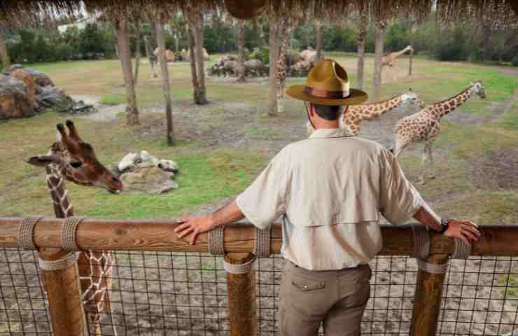 Zoo safari