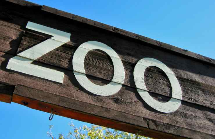 Leone Ruben zoo storia trasferito
