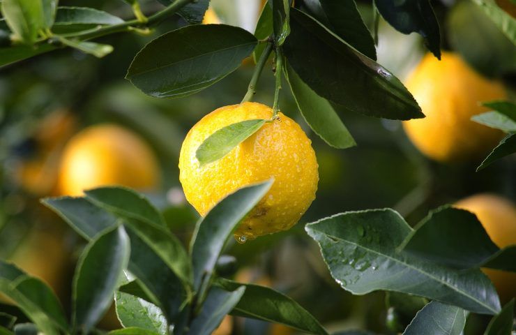 limoni frutti foglie 