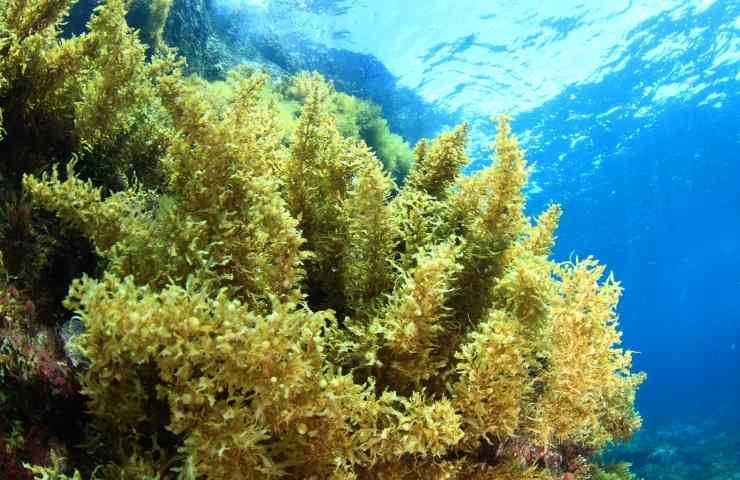 alghe dei sargassi