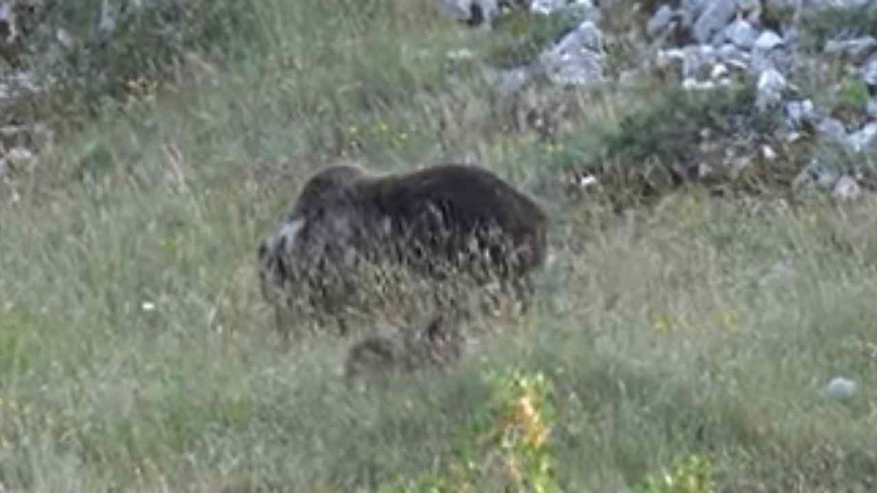 orsa amarena uccisa 