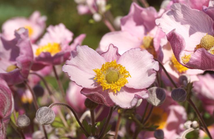 anemone fiore rosa