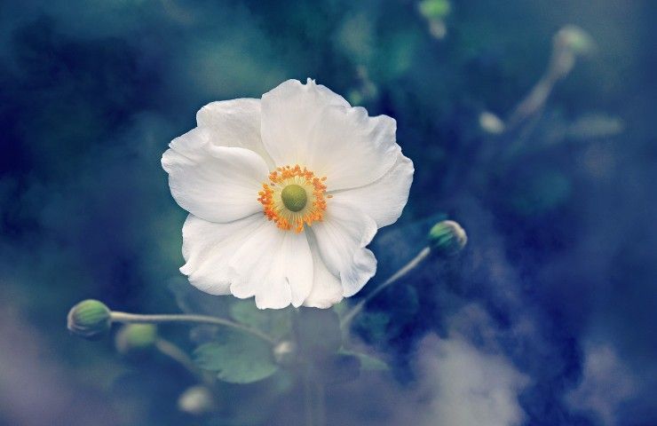 anemone fiore significato