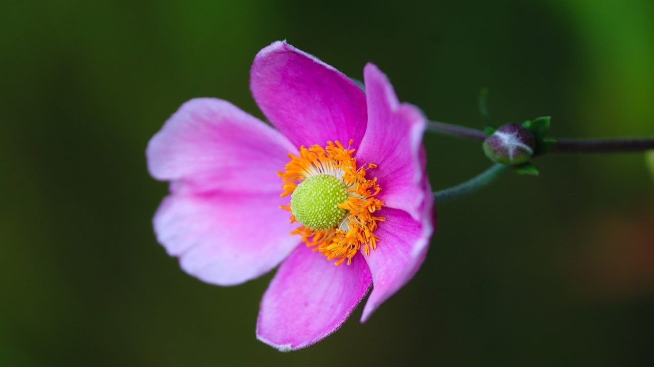 anemone fiore rosa 