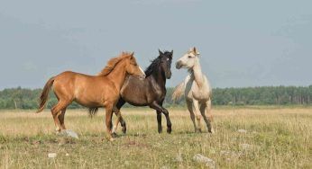 Cavallo, curiosità e caratteristiche del mammifero tanto vicino all’uomo