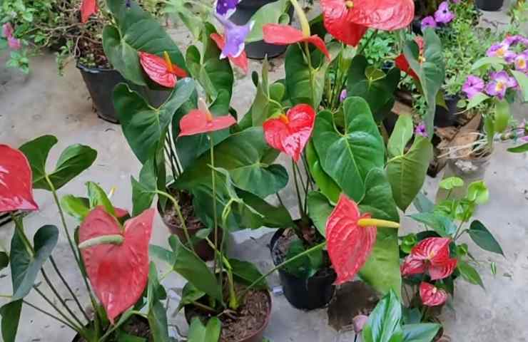 anthurium non fanno fiori