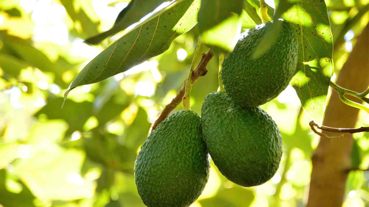 come sono le piante di avocado