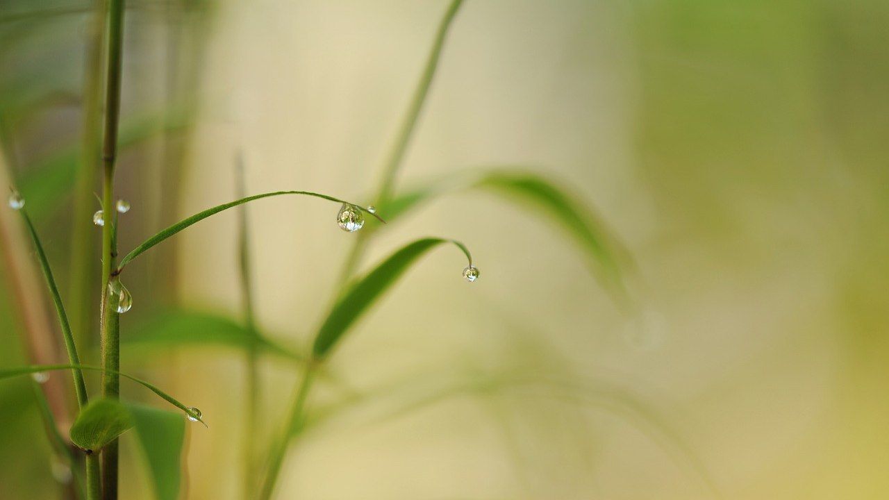 bambù fioritura acqua 