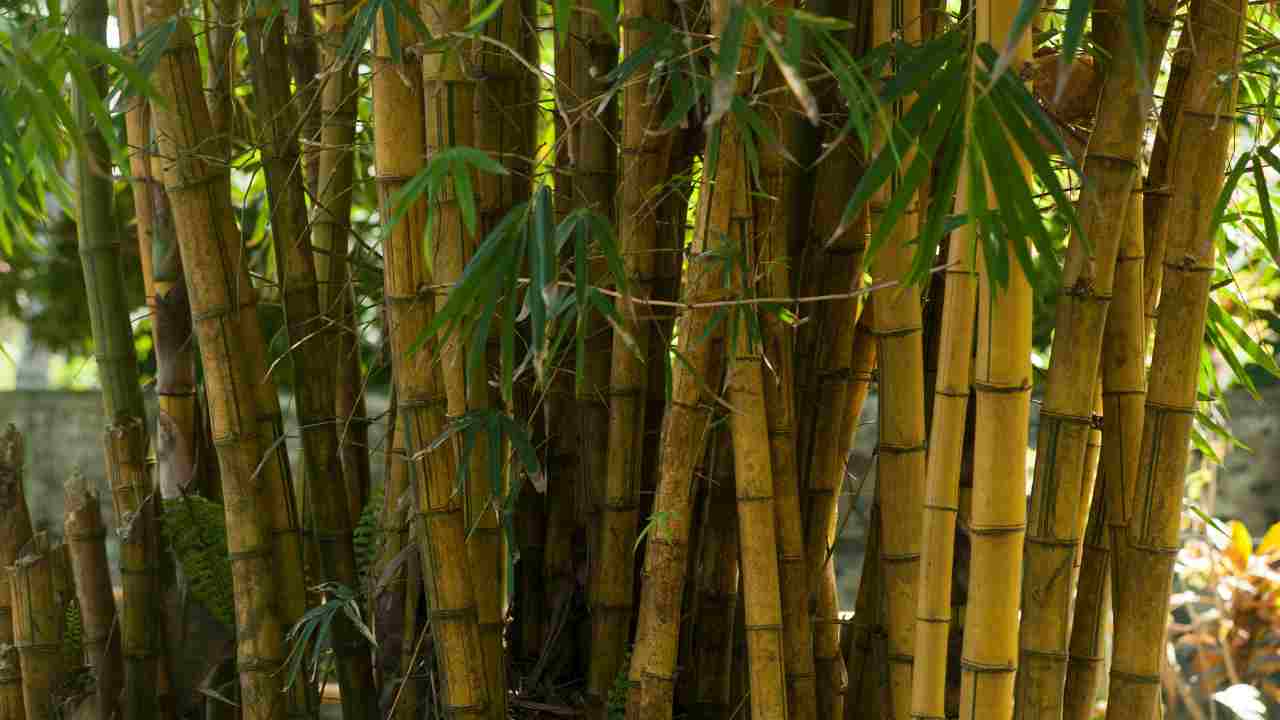 bambù energia rinnovabile