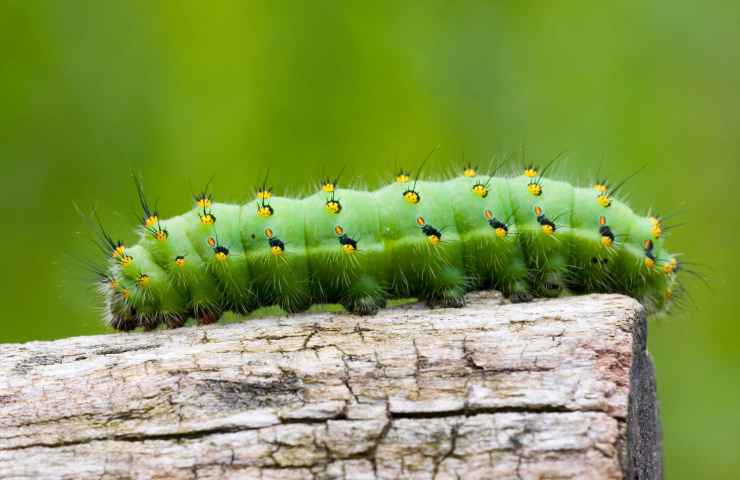 bruchi verdi come fare