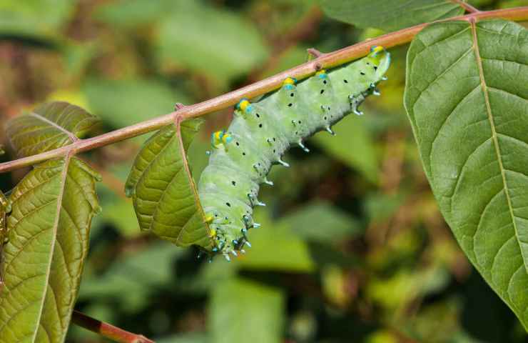 bruchi verdi rimedi