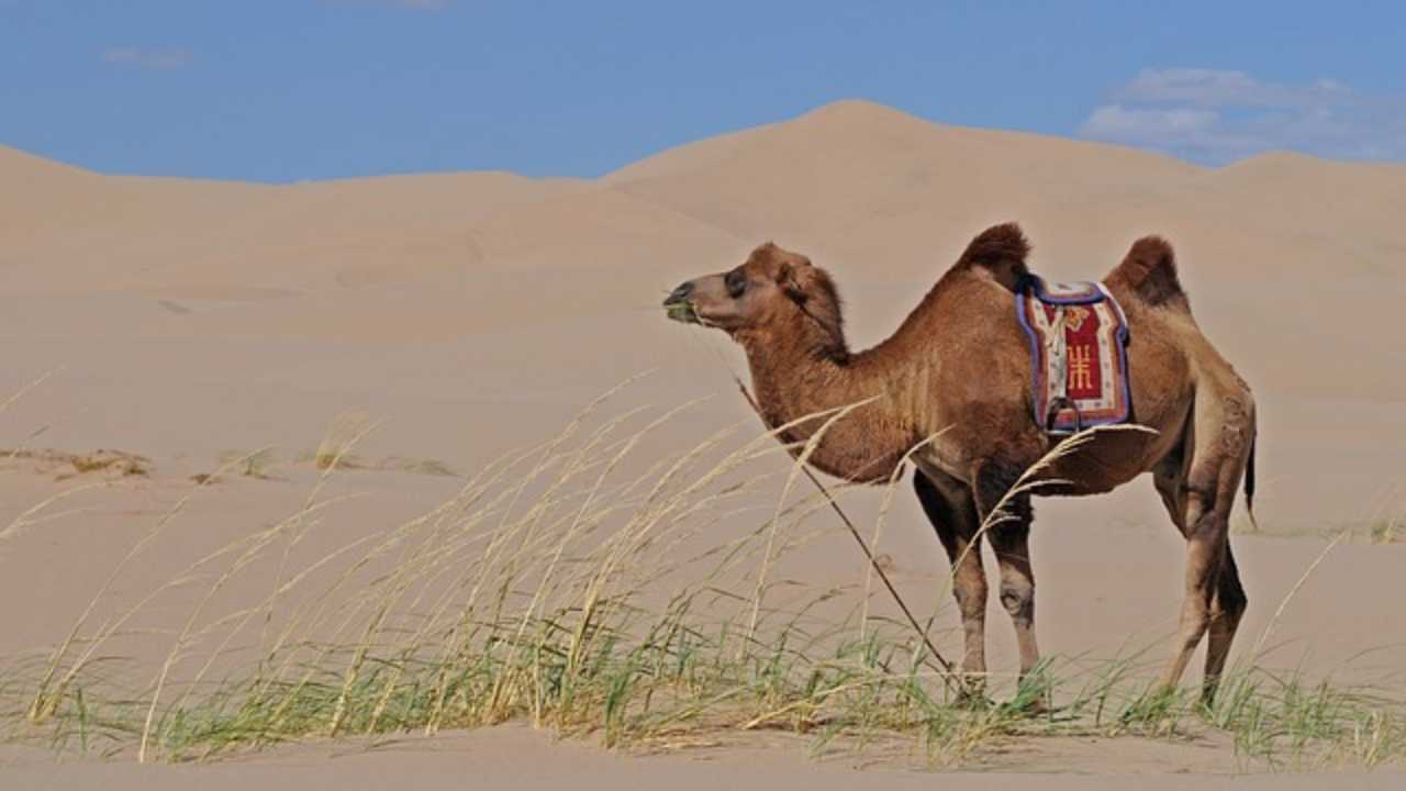 cammello habitat e alimentazione