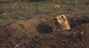 Cane della prateria, caratteristiche di questo strano roditore
